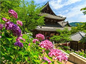 Tour Nhật Bản Hè 5 Ngày 4 Đêm 2023